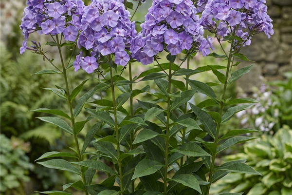 Phlox paniculata 'Blue Boy' (vlambloem) Planten Webshop