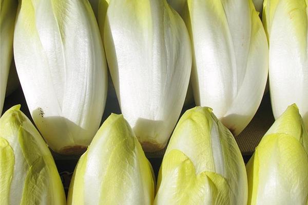 Witloof Vers aanbod in de winkel op 20 maart en 21 maart Webshop