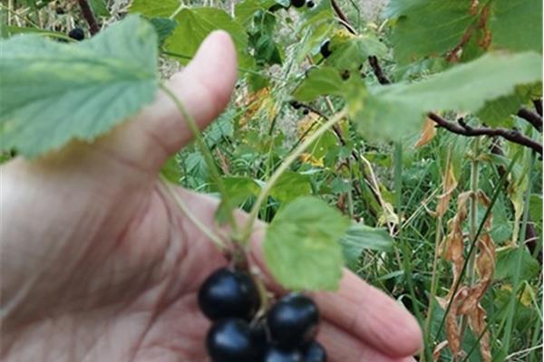 zwarte bessen/cassis (DIEPGEVROREN) 't Loonse voedselbos Webshop