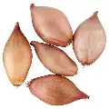 Sjalotte Producten in de kijker Webshop